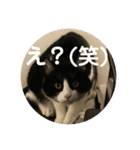 シーくん5（個別スタンプ：37）