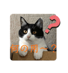 シーくん5（個別スタンプ：39）