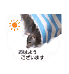 fancy rat！（個別スタンプ：1）