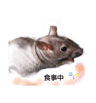 fancy rat！（個別スタンプ：3）