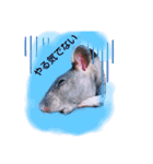 fancy rat！（個別スタンプ：4）