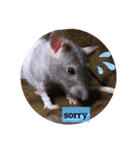 fancy rat！（個別スタンプ：5）