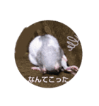 fancy rat！（個別スタンプ：7）