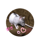 fancy rat！（個別スタンプ：9）
