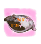 fancy rat！（個別スタンプ：10）