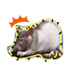 fancy rat！（個別スタンプ：14）