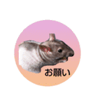 fancy rat！（個別スタンプ：15）