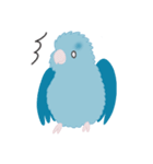 水色のマメルリハ（個別スタンプ：24）