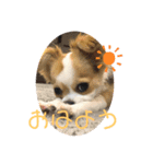 すたんぷふく（個別スタンプ：8）