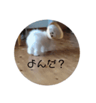 しろとほの（個別スタンプ：31）