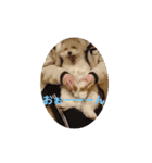 しろとほの（個別スタンプ：34）