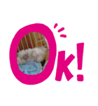 しろとほの（個別スタンプ：36）