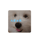 しろとほの（個別スタンプ：38）