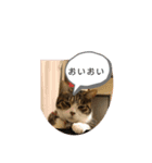 人気者らぶにゃん（個別スタンプ：1）