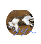 人気者らぶにゃん（個別スタンプ：2）