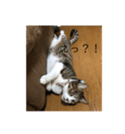 人気者らぶにゃん（個別スタンプ：5）