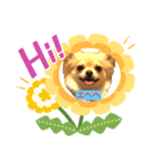 ちょいワル犬ルーク2（個別スタンプ：1）