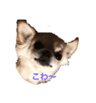 ちょいワル犬ルーク2（個別スタンプ：2）