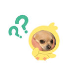 ちょいワル犬ルーク2（個別スタンプ：5）