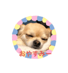 ちょいワル犬ルーク2（個別スタンプ：7）