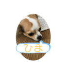 すたふく（個別スタンプ：1）