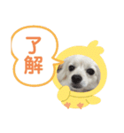 テクスタンプ（個別スタンプ：4）