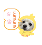 テクスタンプ（個別スタンプ：11）