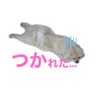 テクスタンプ（個別スタンプ：16）