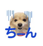 テクスタンプ（個別スタンプ：30）