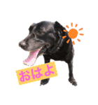 名犬リッチと一輪の花（個別スタンプ：2）