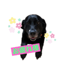 名犬リッチと一輪の花（個別スタンプ：3）