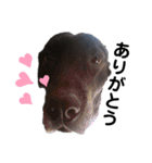 名犬リッチと一輪の花（個別スタンプ：5）