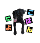 名犬リッチと一輪の花（個別スタンプ：6）