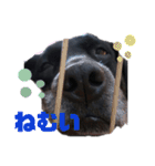 名犬リッチと一輪の花（個別スタンプ：7）
