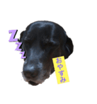 名犬リッチと一輪の花（個別スタンプ：8）