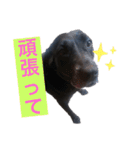 名犬リッチと一輪の花（個別スタンプ：10）