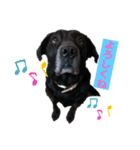 名犬リッチと一輪の花（個別スタンプ：11）