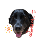 名犬リッチと一輪の花（個別スタンプ：14）