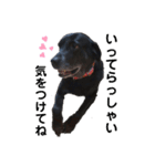 名犬リッチと一輪の花（個別スタンプ：15）