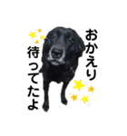 名犬リッチと一輪の花（個別スタンプ：16）