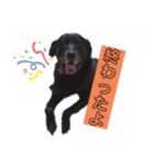 名犬リッチと一輪の花（個別スタンプ：18）