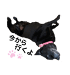 名犬リッチと一輪の花（個別スタンプ：19）