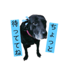 名犬リッチと一輪の花（個別スタンプ：20）