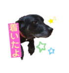 名犬リッチと一輪の花（個別スタンプ：21）