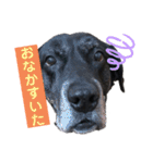 名犬リッチと一輪の花（個別スタンプ：23）