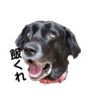 名犬リッチと一輪の花（個別スタンプ：24）
