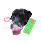 名犬リッチと一輪の花（個別スタンプ：25）