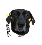 名犬リッチと一輪の花（個別スタンプ：26）