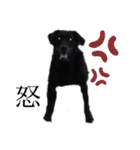 名犬リッチと一輪の花（個別スタンプ：27）