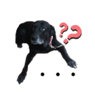 名犬リッチと一輪の花（個別スタンプ：28）